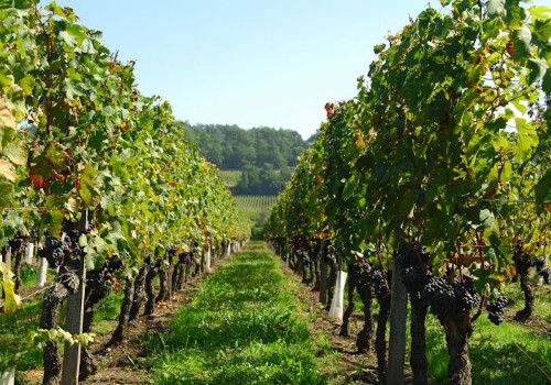 gironde vineyards cottage holiday rentals