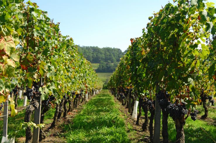 saint emillion vineyards